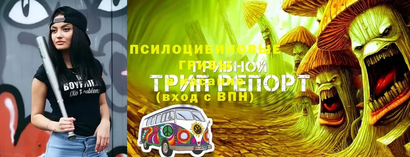 Псилоцибиновые грибы MAGIC MUSHROOMS  Новое Девяткино 